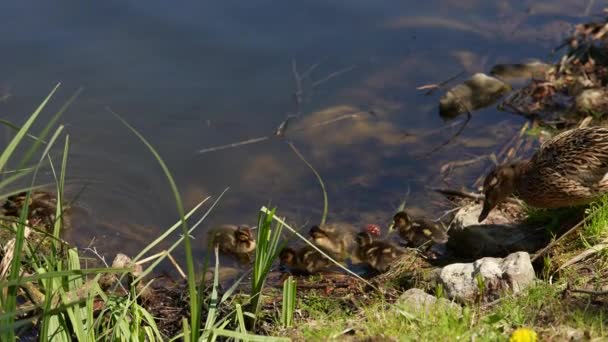 Une grande mère canard, les canetons se reposent sur le rivage du réservoir et nagent. — Video