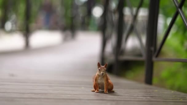 Ardilla roja en el parque. Mujer ardilla alimenta a un roedor — Vídeos de Stock