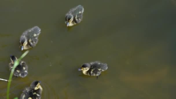 Uma grande mãe pato, patinhos descansar na costa do reservatório e nadar. — Vídeo de Stock