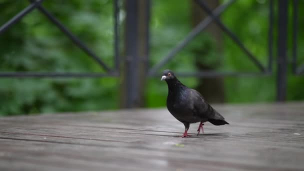 Porumbel într-un parc public al orașului. Păsări din oraş. Close-up . — Videoclip de stoc