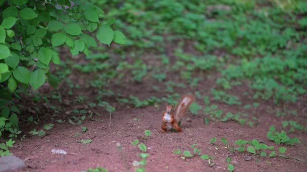 Красная белка ищет еду на земле в городском парке — стоковое видео