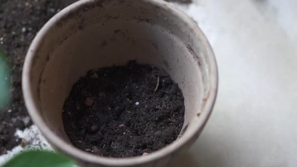 Mulher caucasiana colocando solo especial em vasos antes de replantar algumas plantas — Vídeo de Stock