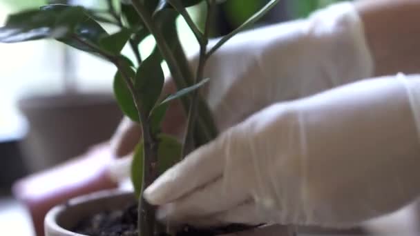 Mujer trasplante planta en otro pote. — Vídeos de Stock