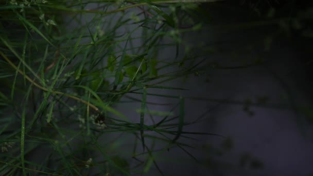 Le brouillard se propage à travers l'herbe, vue rapprochée — Video