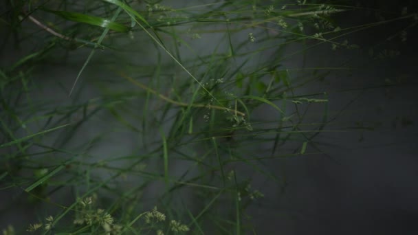 Mist verspreidt zich door het gras, close-up zicht — Stockvideo