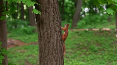 Parktaki kırmızı sincap. Sincap ağaca tırmanır..