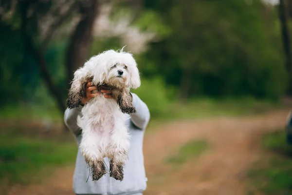 Piękna kobieta trzyma psa w ramionach — Zdjęcie stockowe