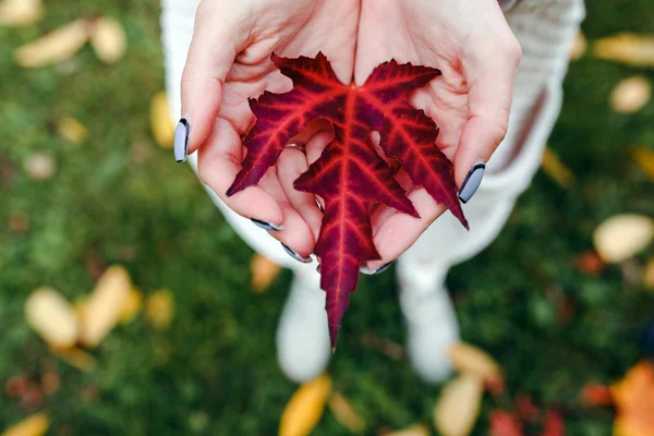 Leave in  hands — Stock Photo, Image