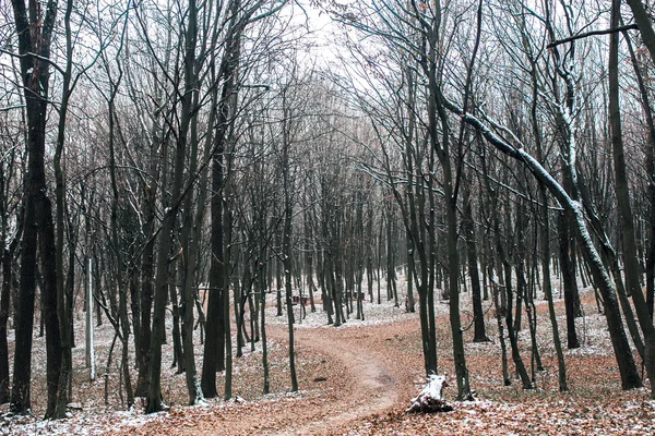 Vägen i skogen — Stockfoto