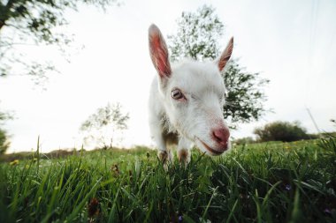 Kamera koymuş izlerken Goatling