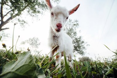 Kamera koymuş izlerken Goatling