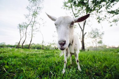 Kameraya bakarak keçi