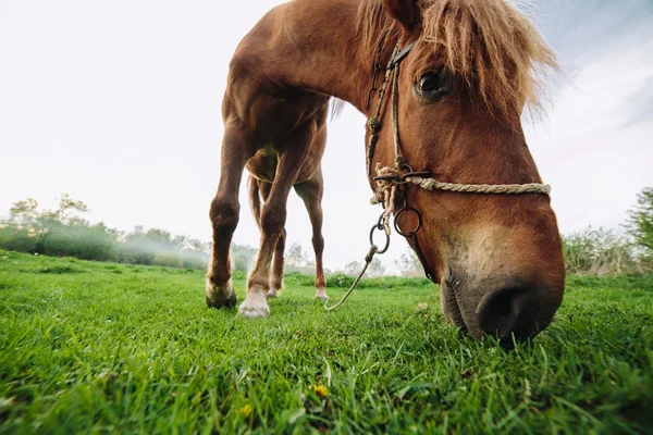 Άλογο βόσκησης στο λιβάδι — Φωτογραφία Αρχείου