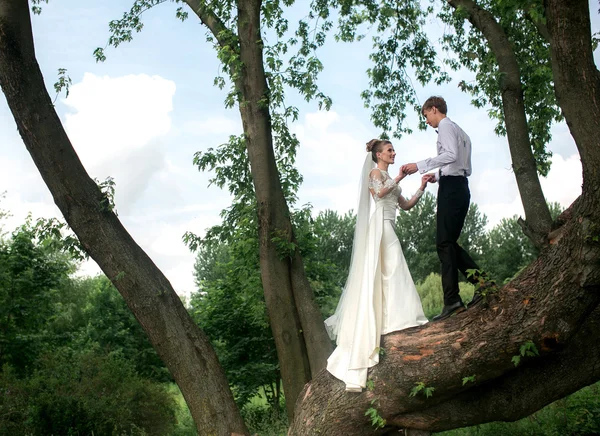 Gelin ve damat ağaç üzerinde — Stok fotoğraf