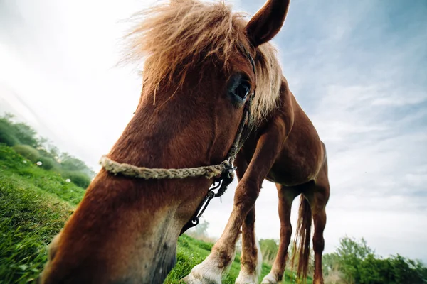 Häst betar på ängen — Stockfoto