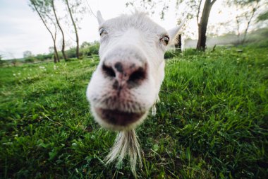 Kameraya bakarak keçi