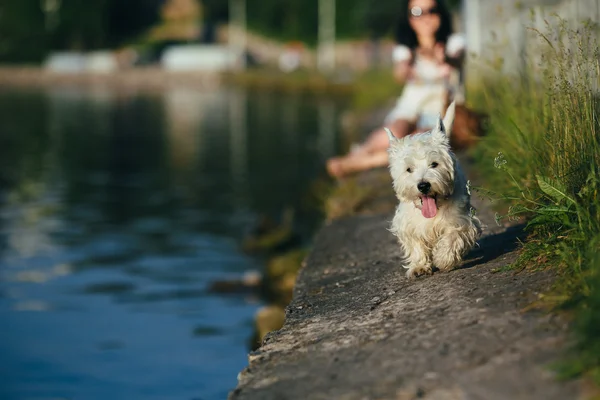 Gadis dengan anjing di pantai — Stok Foto