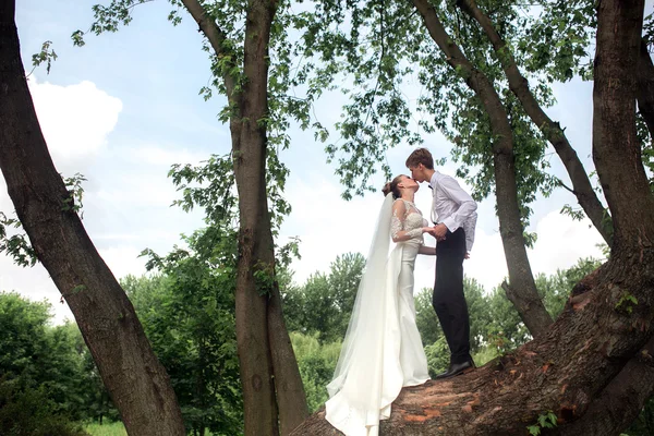Наречений і наречений на дереві — стокове фото