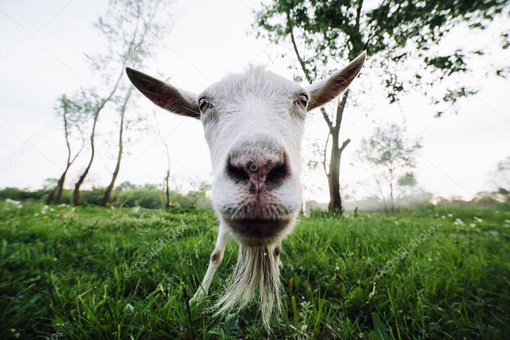 Goat looking into the camera