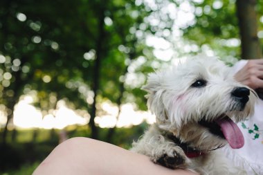 küçük bir kız köpekle