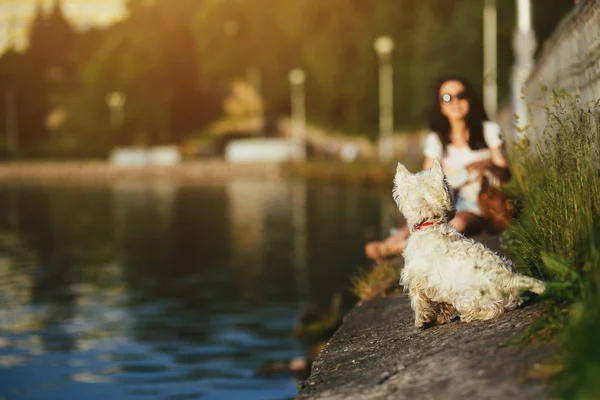 Tjej med en hund på stranden — Stockfoto