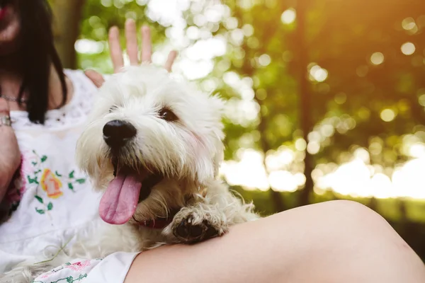 Liten hund med en tjej — Stockfoto