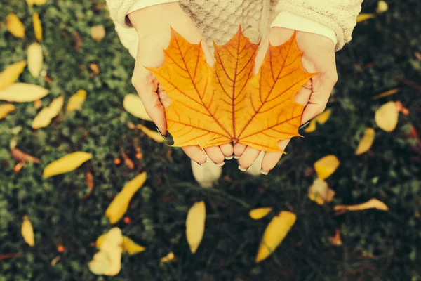 Autumn leaves in girl hands — Stock Photo, Image