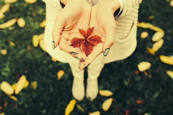 Autumn leaves in girl hands — Stock Photo, Image