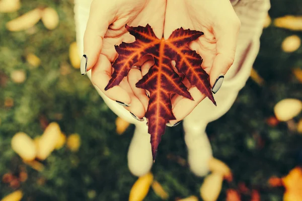 Autumn leaves in girl hands — Stock Photo, Image