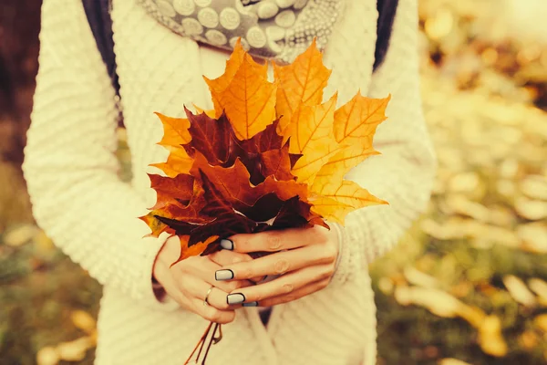 Foglie di autunno nelle mani della ragazza Fotografia Stock