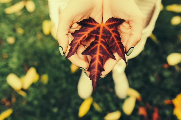 Autumn leaves in girl hands — Stock Photo, Image