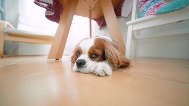 Sıcak ahşap zeminde, koltuğun altında dinlenen küçük süvari spanyel, yumuşak doğal ışık, anlamlı gözler ve nazik ruh hali, rahat bir ev.