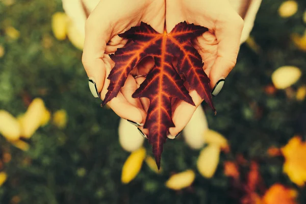 Autumn leaves in girl hands — Stock Photo, Image