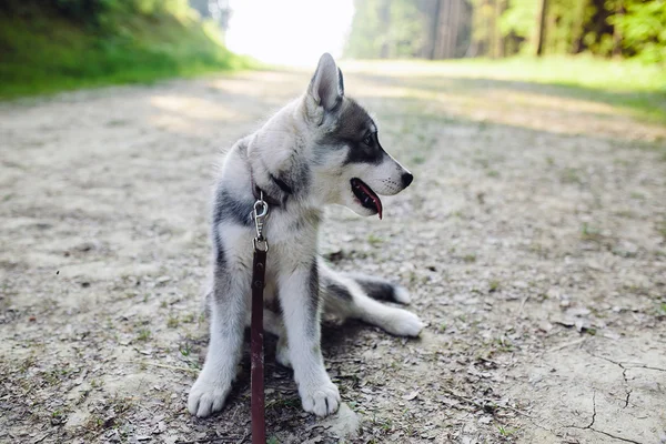 Bella coppia in piedi in una foresta — Foto Stock