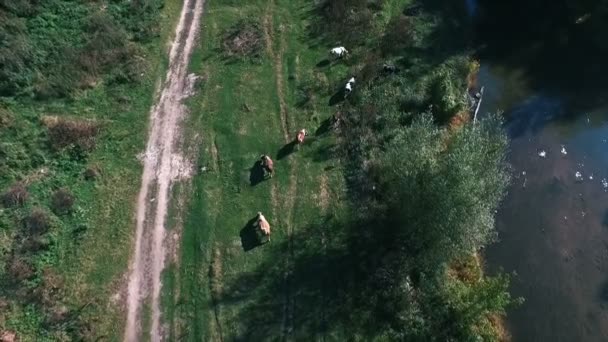 Vacas pastando en pastos — Vídeos de Stock