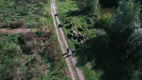 Kühe weiden auf der Weide — Stockvideo