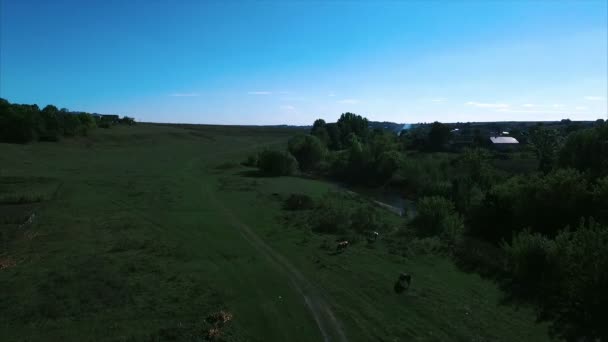牧草地で牛の放牧 — ストック動画