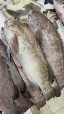 Tüm orfoz ve pisi balığı ezilmiş buz üzerinde, benekli deriler ve geniş düz gövdeler, soğutulmuş vitrin, sakin pazar havası, toptan satış.