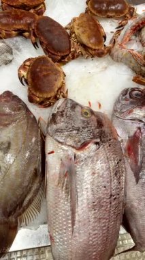 Ezilmiş buz üzerinde dizilmiş yassı balık ve yengeçler, düz vücutlara yakın çekim, dikenli yengeç kabukları ve tüm balık kafaları deniz ürünleri tezgahı havası.