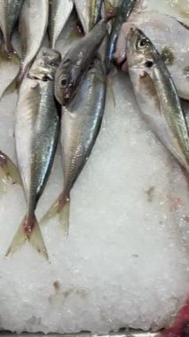 Ezilmiş buz üzerinde küçük mürekkep balığı ve uskumru, solgun bedenlerle küçük balıkların karışımı, ıslak pırıl pırıl ve soğuk kristaller, yoğun tedarikçi yığını