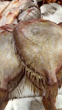 Uzun bir beyaz balık ezilmiş buzun üzerinde düz bir balığın yanına yattı, pulların ve uzatılmış gövde tezgahının yakınına.