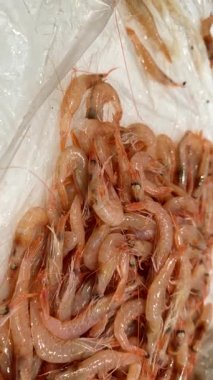 Buzda çeşitli karides çeşitleri, yakın çekim kabuklu ve kuyruklu küçük ve orta boy karidesler şef hazırlığı için idealdir, deniz ürünleri