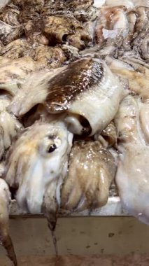 Mürekkep balığı ve mürekkep balığı ezilmiş buz üzerinde parlak mantoları ve kıvrımlı kolları, ıslak dokusu, yoğun tezgahı ve çevresel pazarı olan mürekkep balığı.