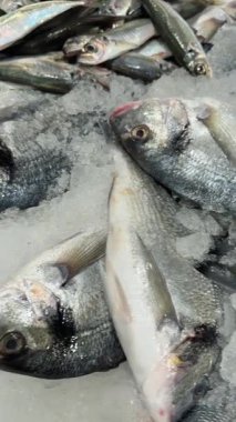 Karmaşık küçük balıklar buzun üzerinde, parlak sardalyalar ve parlak gözlü kırmızı balık pulları ve ıslak parlatıcı, hareketli kıyı şeridi