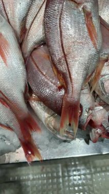 Buz gösterisinde kırmızı levrek. Buzlu yüzeyde dinlenen canlı kırmızı balıklar. Renkli levrek canlı gözlerle ışıldayan buzun üzerinde uzanır.