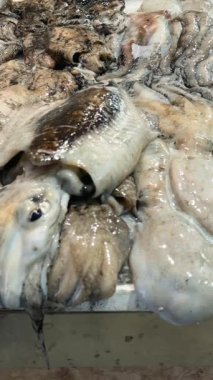 Ezilmiş buz üzerinde toptan mürekkep balığı yığını, dokunaçlar ve ıslak parıltılı mantolar, dağıtım için toptancı stoku,