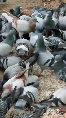 Yakındaki güvercinler, sert beton tanecikleri gagalıyorlar. Gri ve beyaz kuşların kırmızı ayaklı ve benekli tüyleri var.,