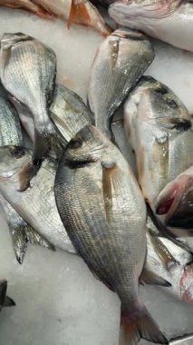 Buzlu yatakta deniz kabuğu ve vatoz, kırmızı filetolar arasında düzenlenmiş gümüş balık ve düz balık, soğutulmuş pırıl pırıl pırıl parlayan birinci sınıf perakende görünüm