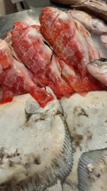 Buzda taze mürekkep balığı yığını, parlayan mantolar ve ezilmiş buzun üzerine dizilmiş kırmızı kaya balığı, yakın çekim dokusu, ıslak parıltı, perakende tezgahı.