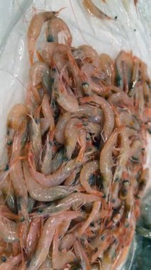 Buza yerleştirilmiş karides çeşitleri, pembe küçük karides ve yeşilimsi karideslerin kontrastı, çeşitliliği gösteren market tezgahı, ıslak